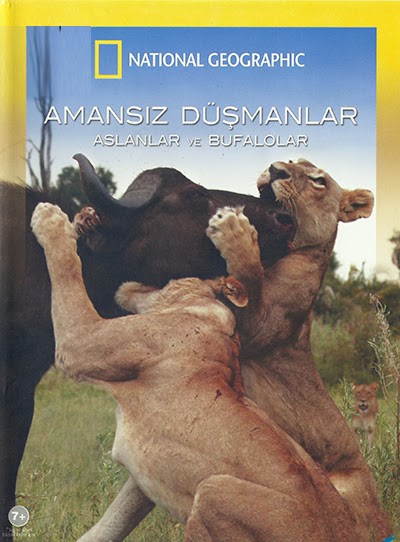 Amansız Düşmanlar Aslanlar ve Bufalolar